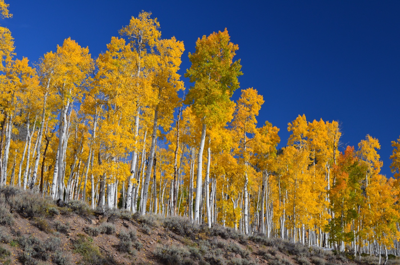 The Pando aspen grove in autumn: white trunks under a gold canopy, Fishlake National Forest, Utah.